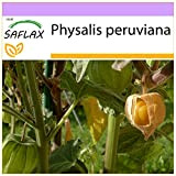 SAFLAX - Coqueret du Pérou - 100 graines - Physalis peruviana