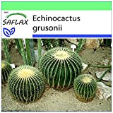 SAFLAX - Coussin de belle-mère - 40 graines - Echinocactus grusonii