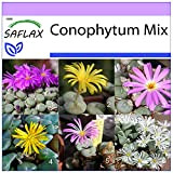 SAFLAX - Des pierres fleurissantes/Mélange de Conophytum - 40 graines - Conophytum Mix