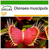SAFLAX - Dionée attrape-mouche - 10 graines - Avec substrat - Dionaea muscipula
