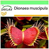 SAFLAX - Dionée attrape-mouche - 10 graines - Dionaea muscipula