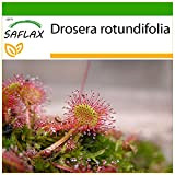 SAFLAX - Droséra à feuilles rondes - 50 graines - Avec substrat - Drosera rotundifolia