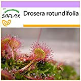 SAFLAX - Droséra à feuilles rondes - 50 graines - Drosera rotundifolia
