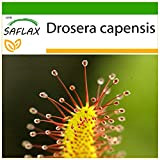 SAFLAX - Droséra du Cap - 200 graines - Avec substrat - Drosera capensis