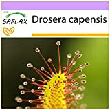 SAFLAX - Droséra du Cap - 200 graines - Drosera capensis