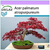SAFLAX - Erable du Japon pourpre - 20 graines - Acer palmatum atropurpureum