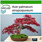 SAFLAX - Erable du Japon pourpre - 20 graines - Avec substrat - Acer palmatum atropurpureum