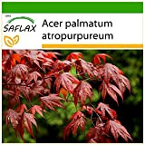 SAFLAX - Erable du Japon pourpre - 20 graines - Avec substrat - Acer palmatum atropurpureum