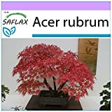 SAFLAX - Erable rouge - 20 graines - Acer rubrum