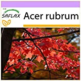 SAFLAX - Erable rouge - 20 graines - Acer rubrum