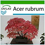 SAFLAX - Erable rouge - 20 graines - Avec substrat - Acer rubrum