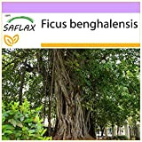 SAFLAX - Figuier des banians - 20 graines - Ficus benghalensis