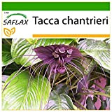 SAFLAX - Fleur chauve-souris - 10 graines - Avec substrat - Tacca chantrieri
