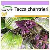 SAFLAX - Fleur chauve-souris - 10 graines - Tacca chantrieri