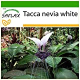 SAFLAX - Géant népalais - Fleur chauve-souris - 10 graines - Avec substrat - Tacca nevia white