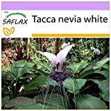 SAFLAX - Géant népalais - Fleur chauve-souris - 10 graines - Tacca nevia white