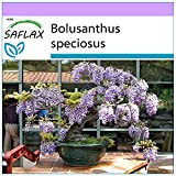 SAFLAX - Glycine arbre - 15 graines - Bolusanthus speciosus