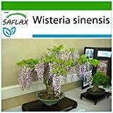 SAFLAX - Glycine de Chine - 4 graines - Avec substrat - Wisteria sinensis