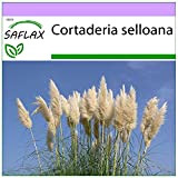 SAFLAX - Herbe de la pampa - 200 graines - Cortaderia selloana
