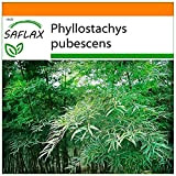SAFLAX - Jardin dans le sac - Bambou Moso - 20 graines - Phyllostachys pubescens