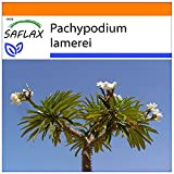 SAFLAX - Jardin dans le sac - Palmier de Madagascar - 10 graines - Pachypodium lamerei