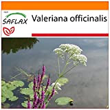 SAFLAX - Jardin dans le sac - Valériane officinale - 200 graines - Valeriana officinalis