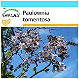 SAFLAX - Kit cadeau - Arbre impérial - 200 graines - Paulownia tomentosa