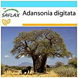 SAFLAX - Kit cadeau - Baobab africain - 6 graines - Adansonia digitata