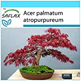 SAFLAX - Kit cadeau - Erable du Japon pourpre - 20 graines - Acer palmatum atropurpureum