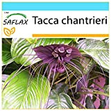 SAFLAX - Kit cadeau - Fleur chauve-souris - 10 graines - Tacca chantrieri