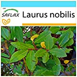 SAFLAX - Kit cadeau - Laurier vrai - 6 graines - Laurus nobilis