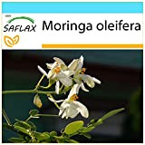 SAFLAX - Kit cadeau - Moringa - 10 graines - Moringa oleifera