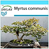 SAFLAX - Kit cadeau - Myrte commun - 30 graines - Myrtus communis