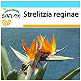 SAFLAX - Kit cadeau - Oiseau de paradis (reginae) - 5 graines - Strelitzia reginae