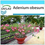 SAFLAX - Kit cadeau - Rose du désert - 8 graines - Adenium obesum