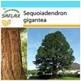SAFLAX - Kit cadeau - Séquoia géant - 50 graines - Sequoiadendron gigantea