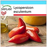 SAFLAX - Kit cadeau - Tomate Cornue des Andes - 10 graines - Lycopersicon esculentum