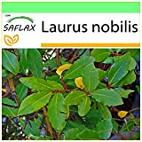 SAFLAX - Laurier vrai - 6 graines - Laurus nobilis