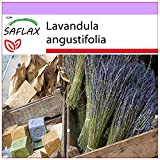 SAFLAX - Lavande vraie - 150 graines - Lavandula angustifolia