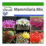 SAFLAX - Mélange de Mammillaria - 40 graines - Avec substrat - Mammilaria Mix
