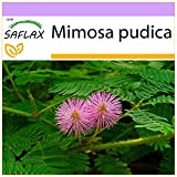 SAFLAX - Mimosa pudique - 70 graines - Mimosa pudica