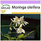SAFLAX - Moringa - 10 graines - Moringa oleifera