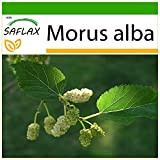 SAFLAX - Mûrier blanc - 200 graines - Avec substrat - Morus alba