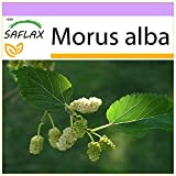 SAFLAX - Mûrier blanc - 200 graines - Morus alba