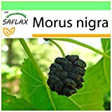 SAFLAX - Mûrier noir - 200 graines - Morus nigra