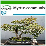 SAFLAX - Myrte commun - 30 graines - Avec substrat - Myrtus communis