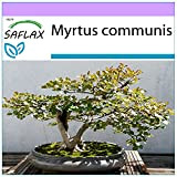 SAFLAX - Myrte commun - 30 graines - Myrtus communis
