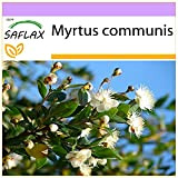 SAFLAX - Myrte commun - 30 graines - Myrtus communis