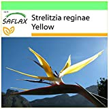SAFLAX - Oiseau de paradis jaune - Mandelas Gold - 4 graines - Strelitzia reginae Yellow