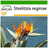 SAFLAX - Oiseau de paradis (reginae) - 5 graines - Avec substrat - Strelitzia reginae